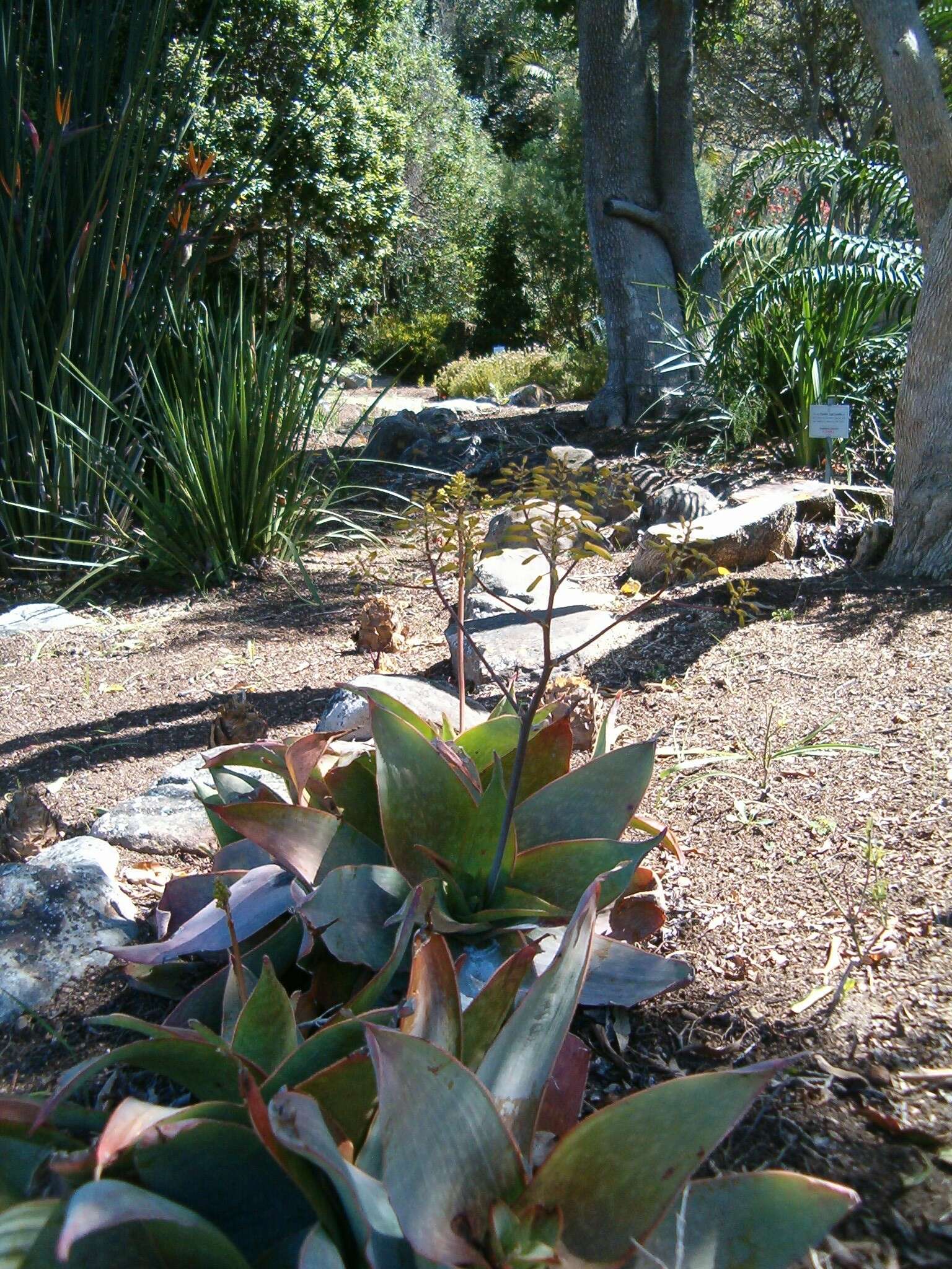 Image of Aloe reynoldsii Letty