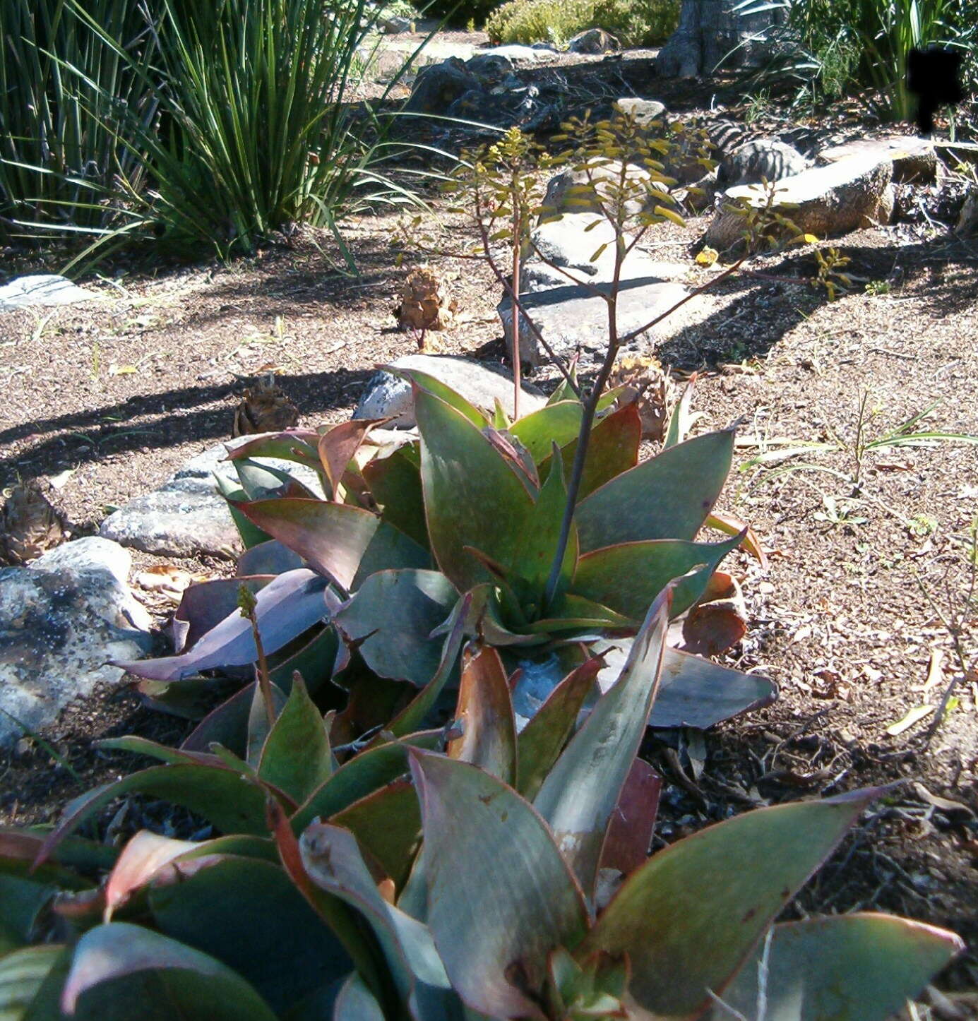 Image of Aloe reynoldsii Letty