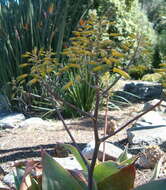 Image of Aloe reynoldsii Letty