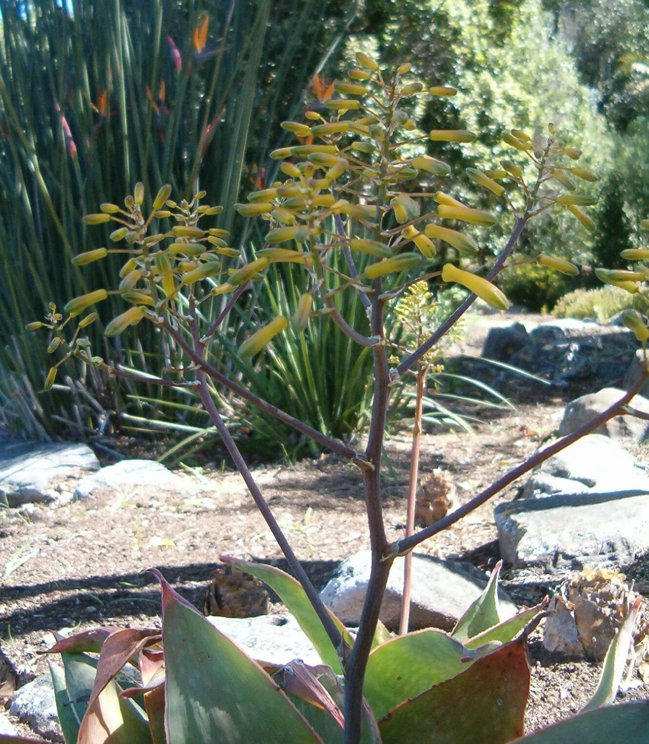 Image of Aloe reynoldsii Letty