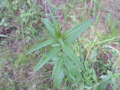 Image of Penstemon hidalgensis Straw