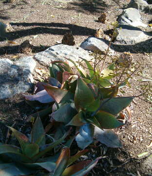 Image of Aloe reynoldsii Letty