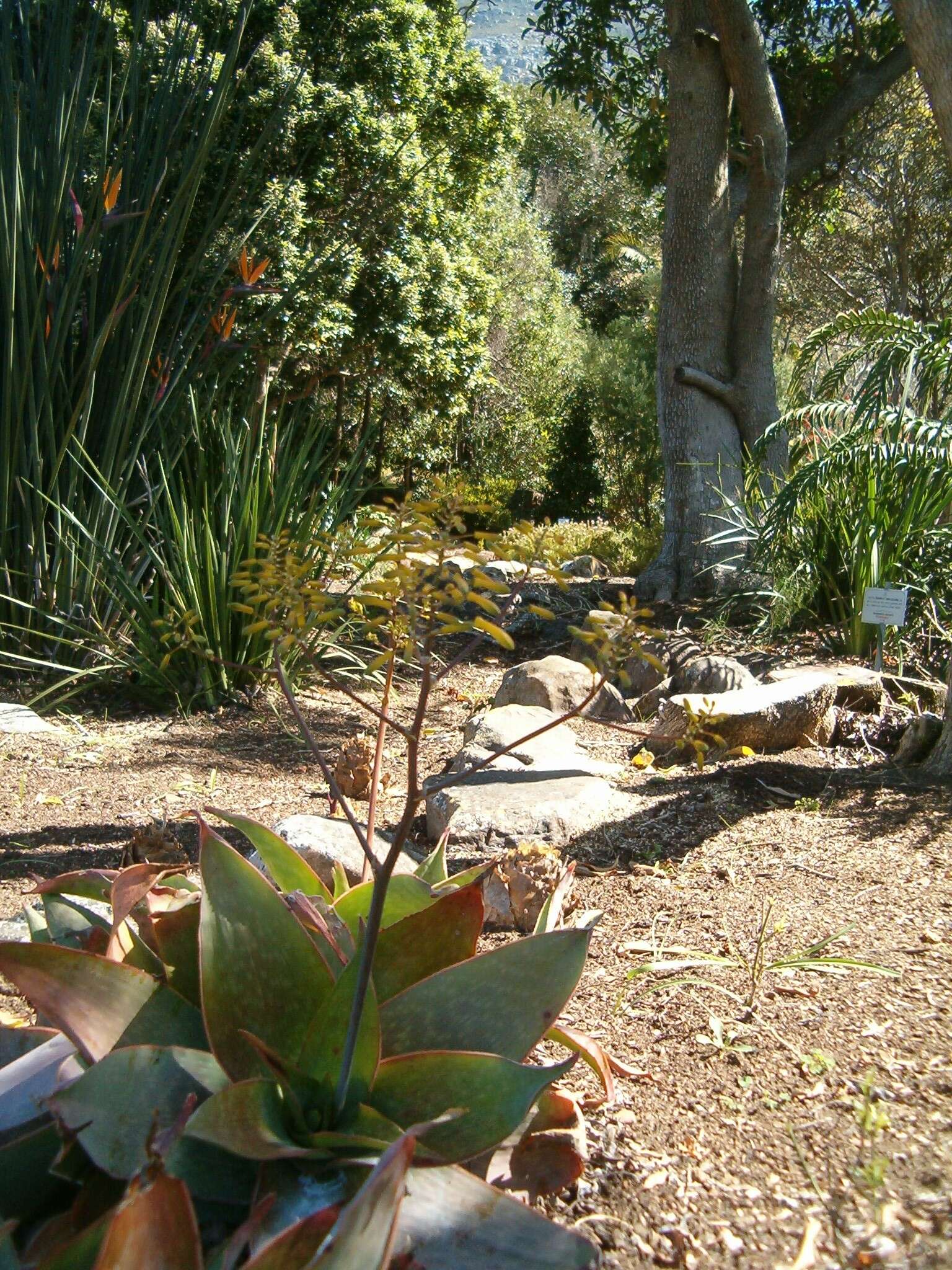 Image of Aloe reynoldsii Letty