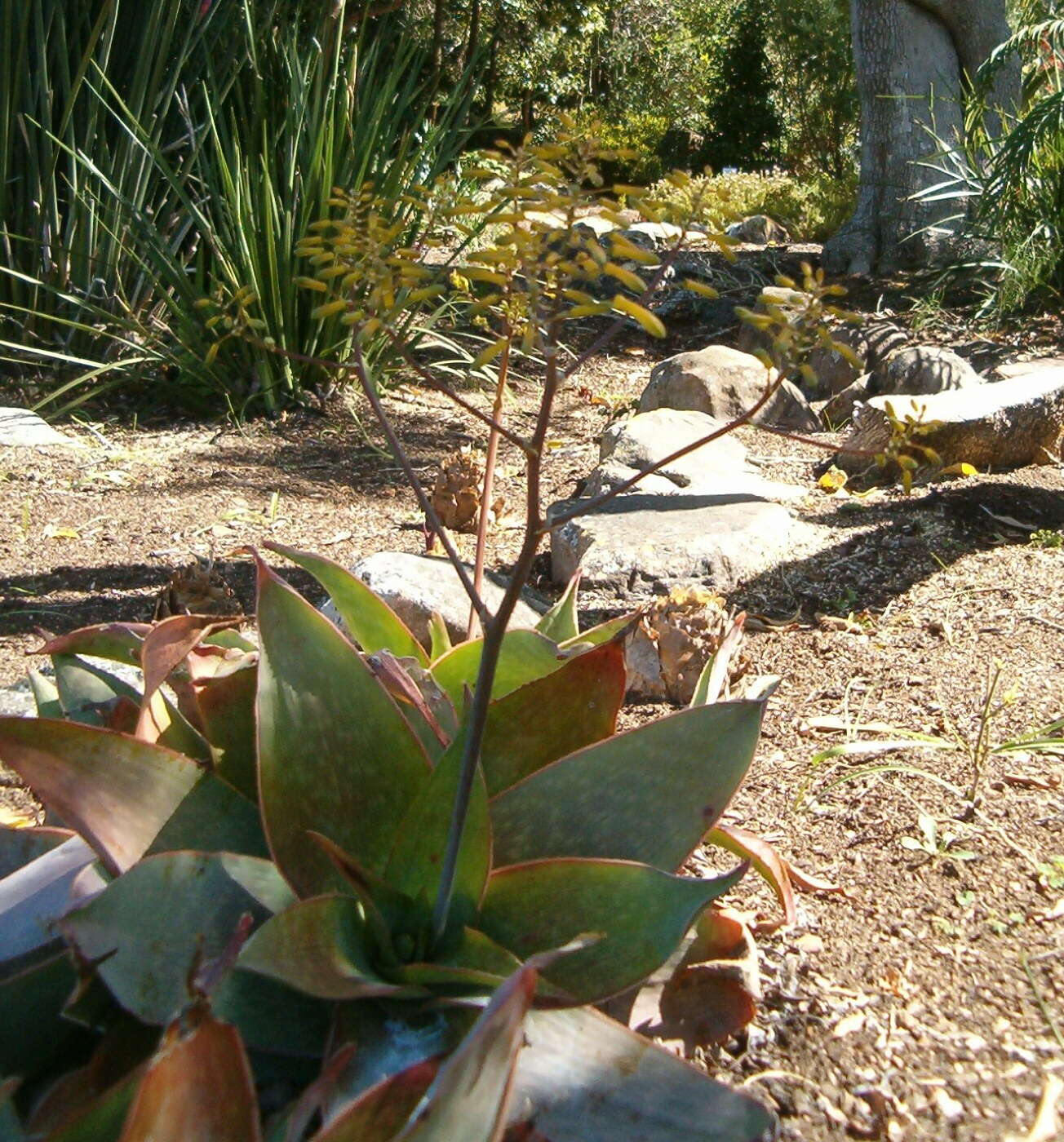 Image of Aloe reynoldsii Letty