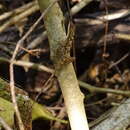 Image of Rodriguez's Anole