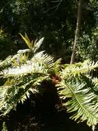 Imagem de Lomariocycas tabularis (Thunb.) Gasper & A. R. Sm.