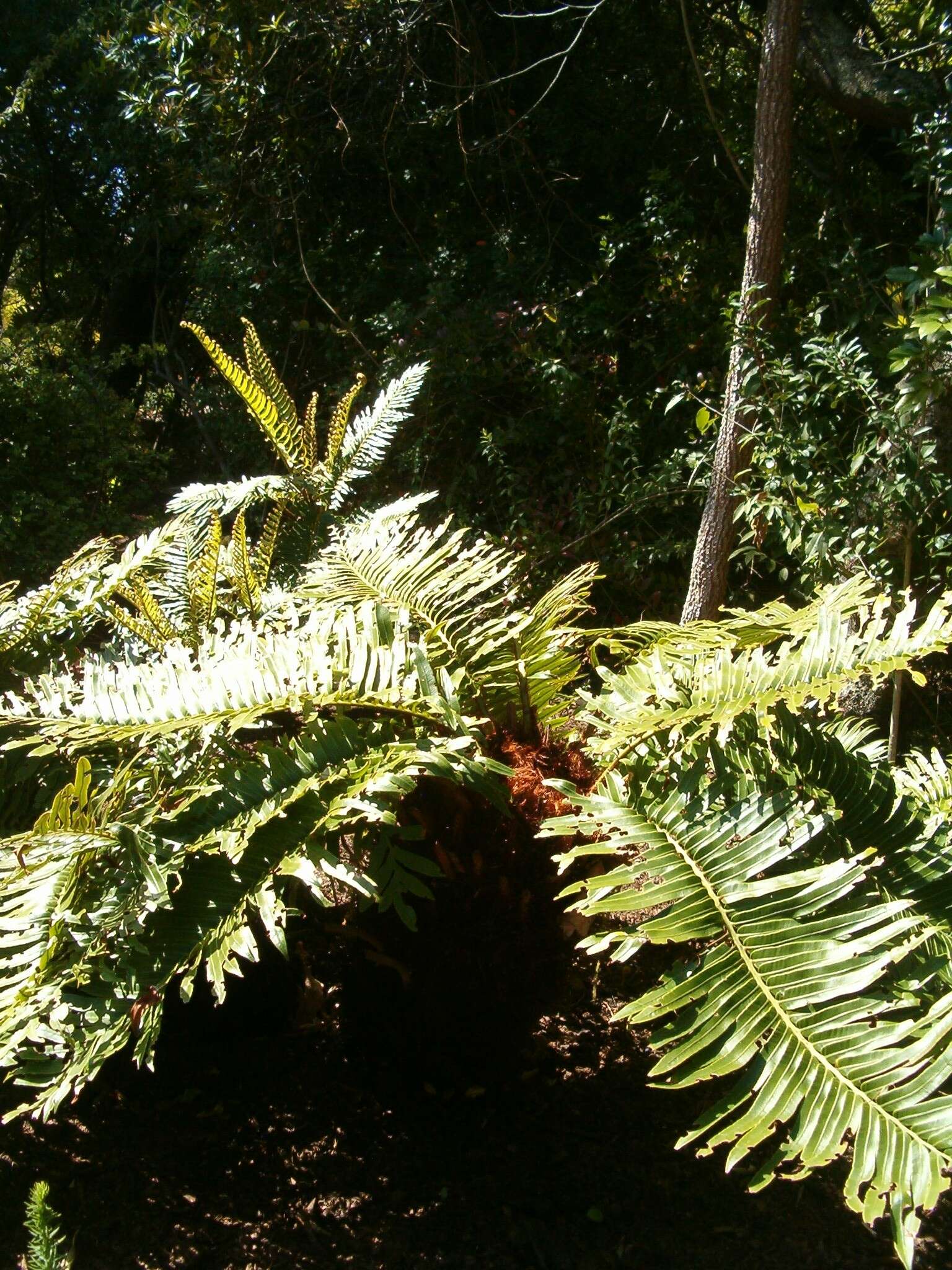 Image of Lomariocycas tabularis (Thunb.) Gasper & A. R. Sm.