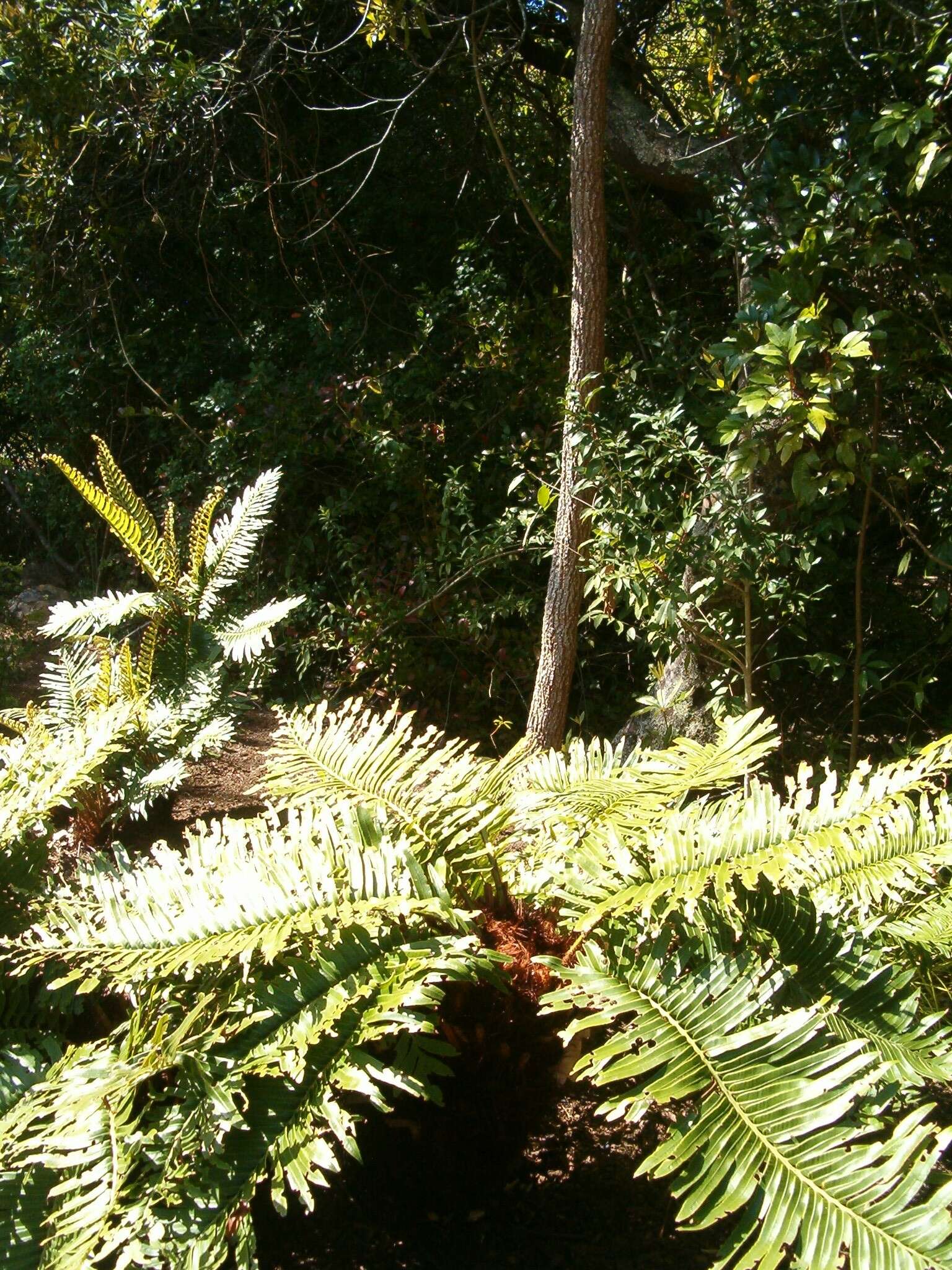 Image of Lomariocycas tabularis (Thunb.) Gasper & A. R. Sm.