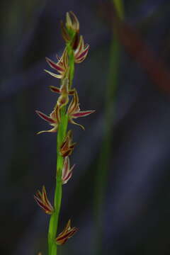 Image of Swamp leek orchid