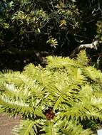 Imagem de Lomariocycas tabularis (Thunb.) Gasper & A. R. Sm.