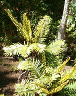 Image of Lomariocycas tabularis (Thunb.) Gasper & A. R. Sm.