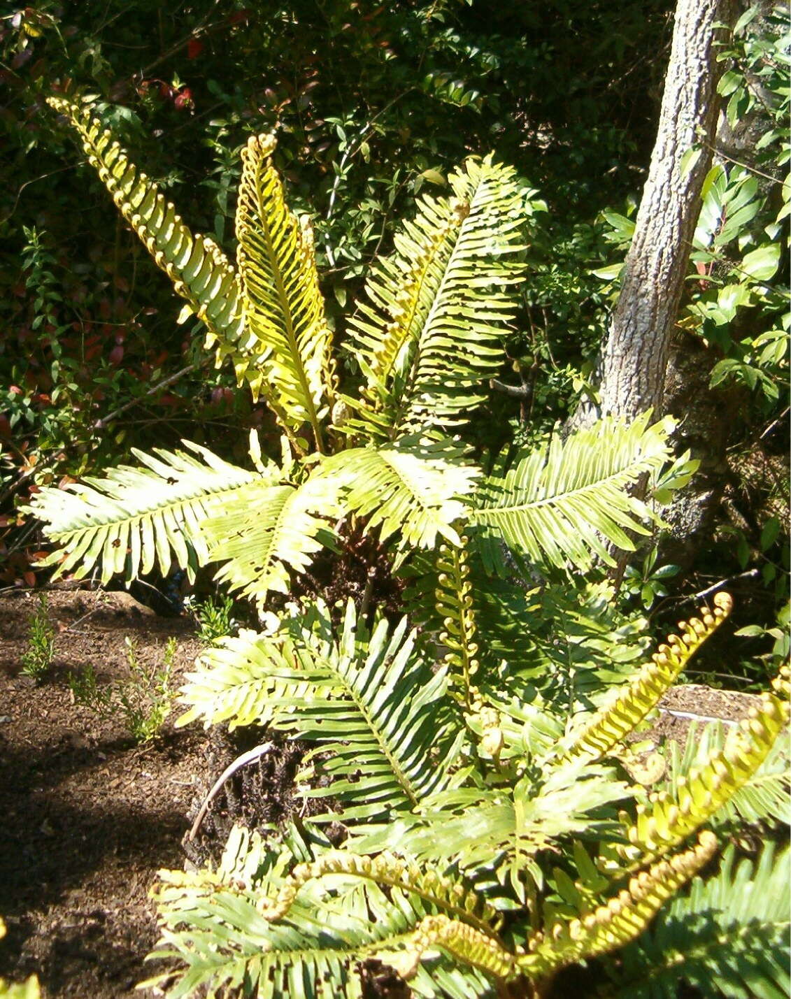 Imagem de Lomariocycas tabularis (Thunb.) Gasper & A. R. Sm.