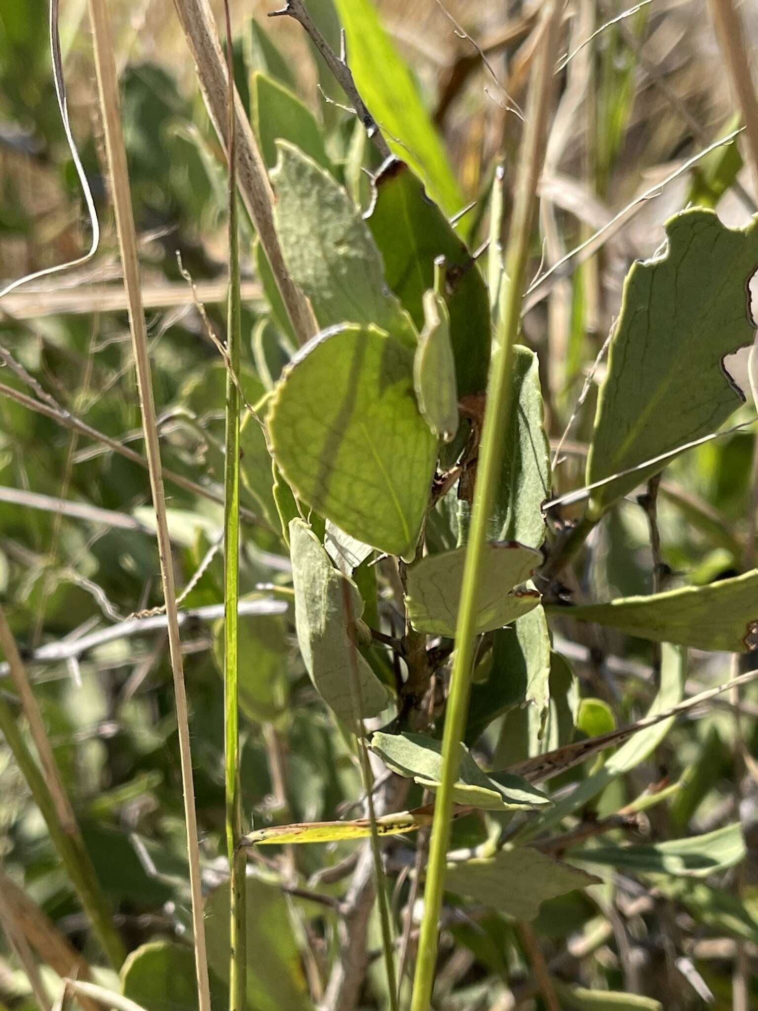 Image de Gymnosporia glaucophylla Jordaan