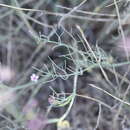 Image of Hippomarathrum montanum subsp. tommasinii (Rchb. fil.)
