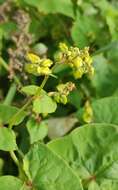 Image of Tartary buckwheat