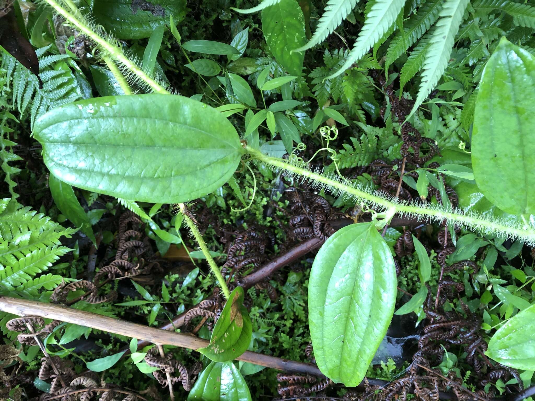 Image de Smilax horridiramula Hayata