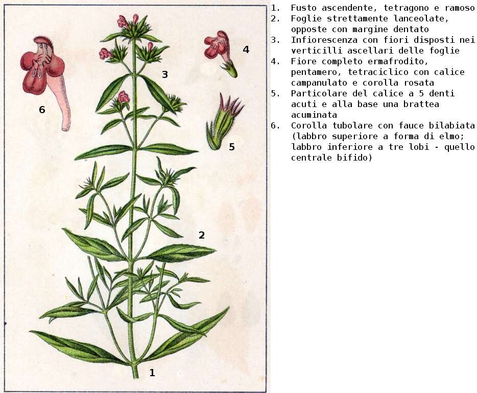 Image of Red hemp-nettle