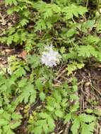 Image of Brown's waterleaf