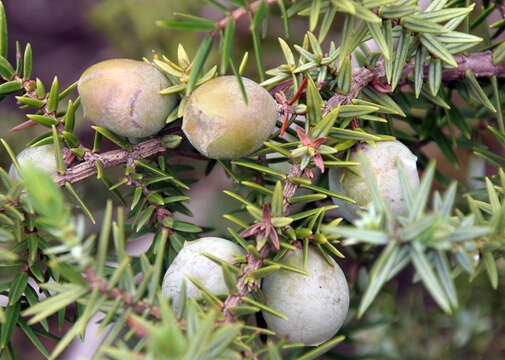 Image of Large-fruited Juniper