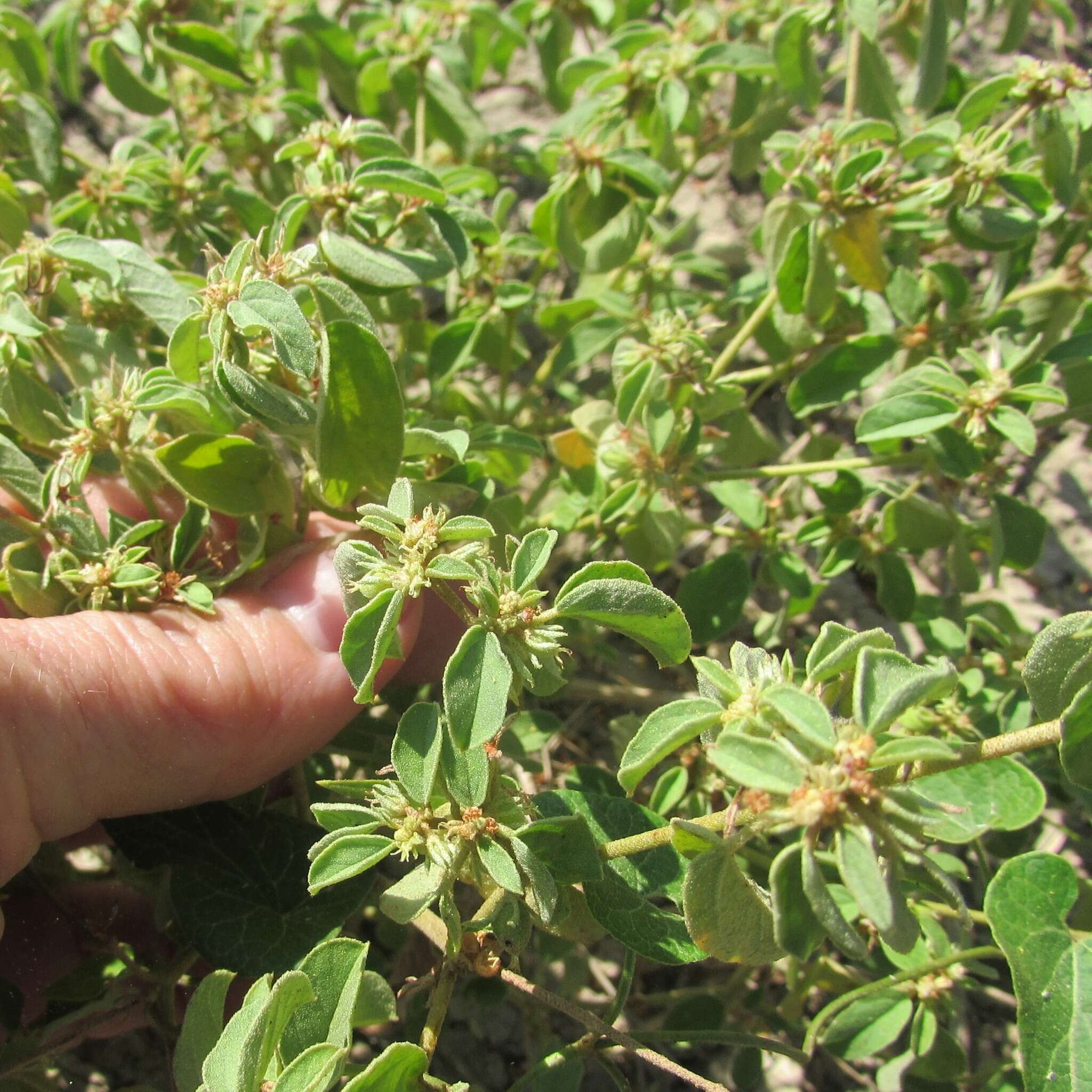 Image of prairie tea