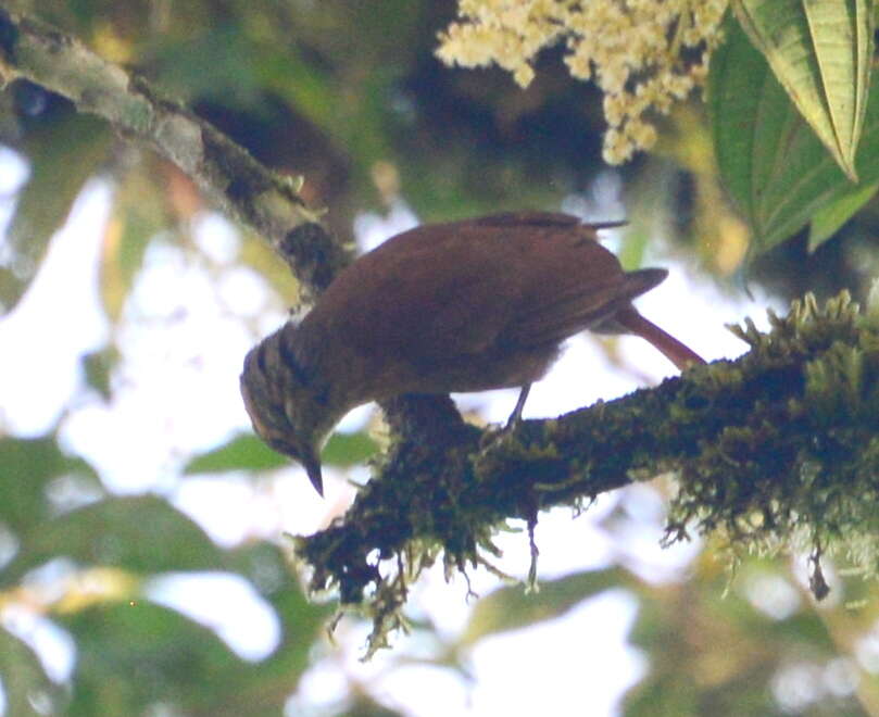 Image of Scaly-throated Foliage-gleaner