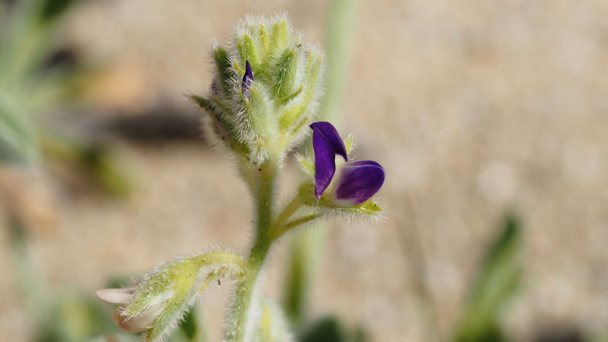 Image of purple desert lupine