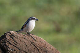 Image of Mackinnon's Shrike