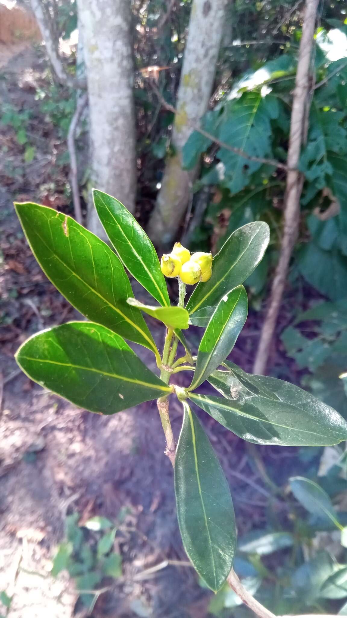 Image of Psychotria isalensis (Bremek.) A. P. Davis & Govaerts