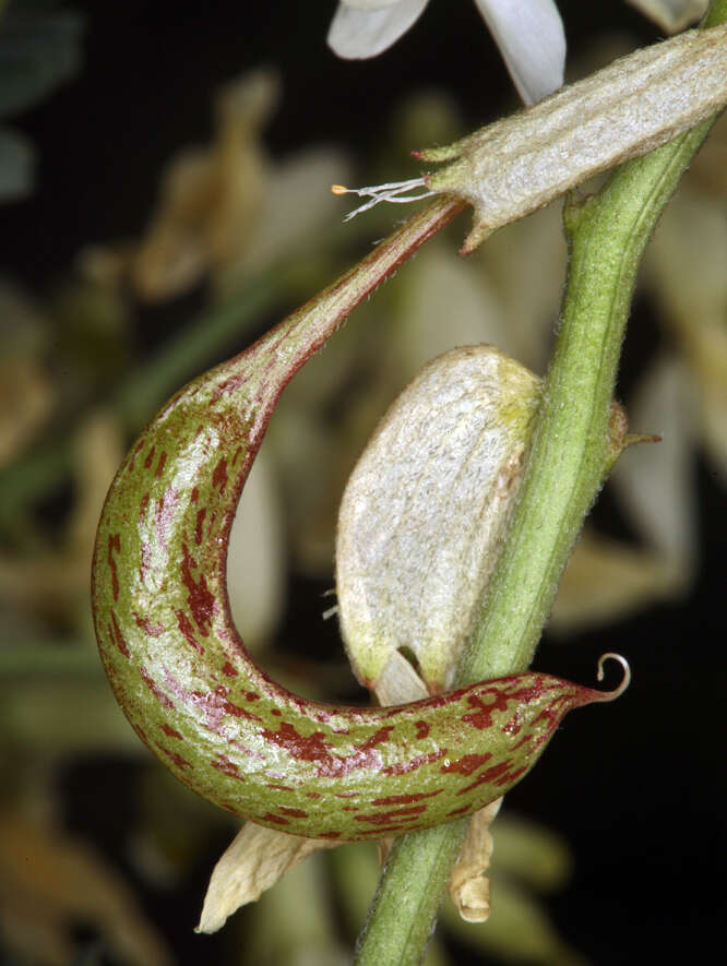 Image of Astragalus curvicarpus var. curvicarpus