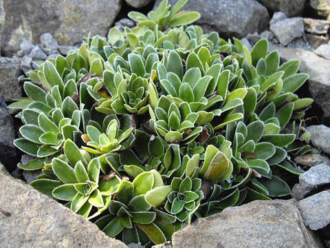 Image of Saxifraga cotyledon L.