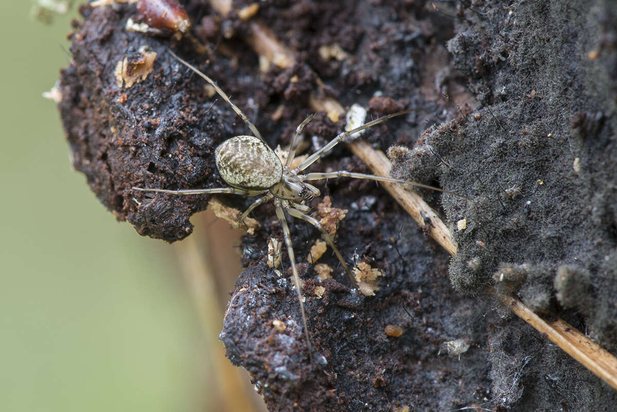 Image of Drapetisca socialis (Sundevall 1833)