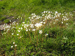 Plancia ëd Saxifraga granulata L.