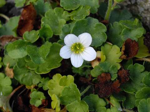 Plancia ëd Saxifraga granulata L.