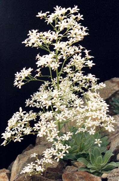 Imagem de Saxifraga cotyledon L.