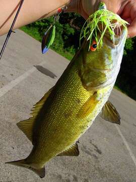 Image of Smallmouth Bass