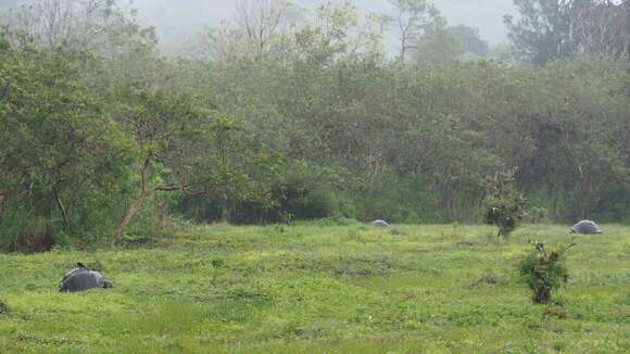 Image of Abingdon Island Giant Tortoise