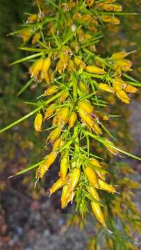 Image de Ulex parviflorus Pourr.