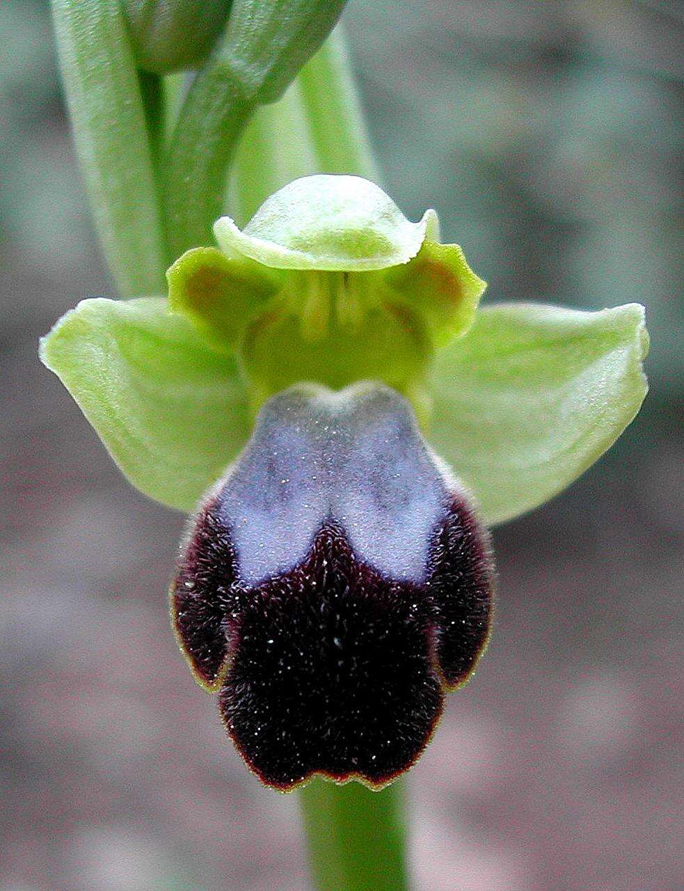 Image of Dark bee orchid