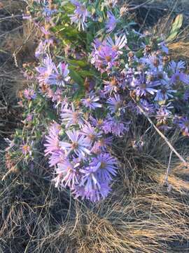 Plancia ëd Symphyotrichum jessicae (R. Piper) G. L. Nesom