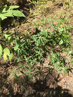 Image of toothed spurge