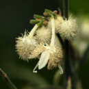 Image of Buchnerodendron speciosum Gürke