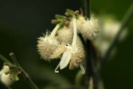 Image of Buchnerodendron speciosum Gürke