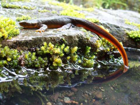 Image of Rough-skinned Newt