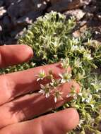 Image of brittle sandwort