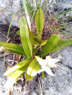 صورة Angraecum magdalenae Schltr. & H. Perrier