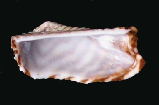 Image of Atlantic turkey wing