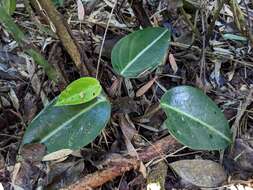 Image of spotted peperomia