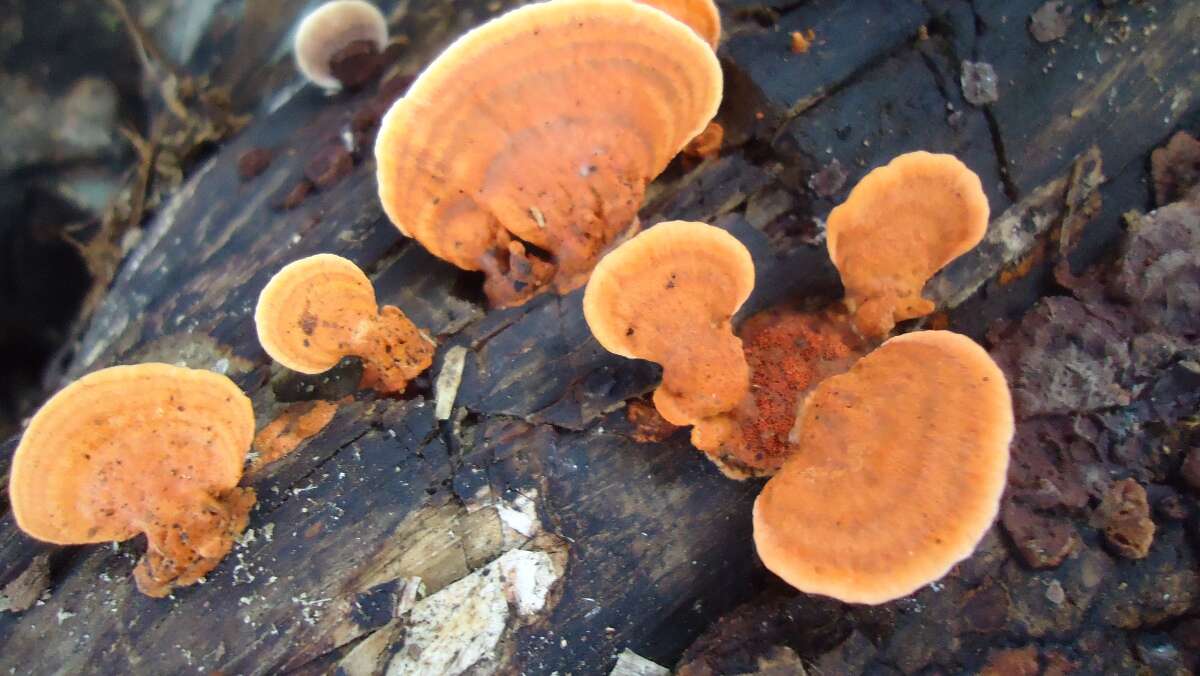 Image of Orange polypore