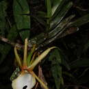 Image of Angraecum viguieri Schltr.