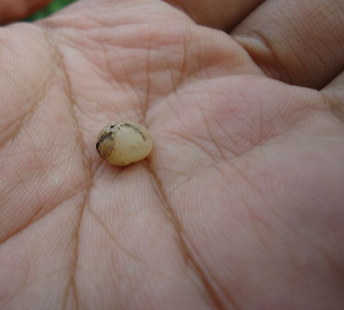 Image of red earthworm